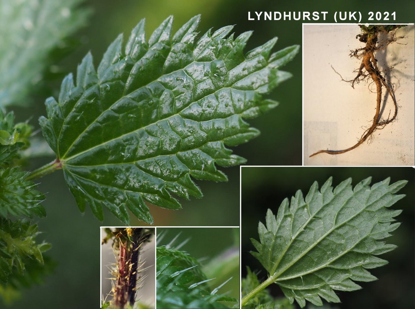 Nettle, Small leaf